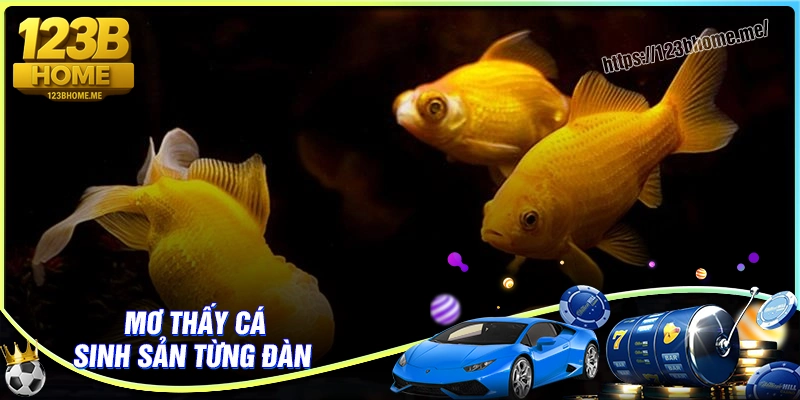 Mê man thấy cá sinh sản từng bầy